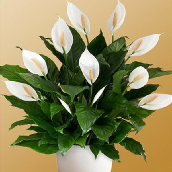 peace lily