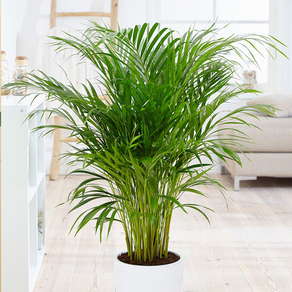 Bamboo Palm