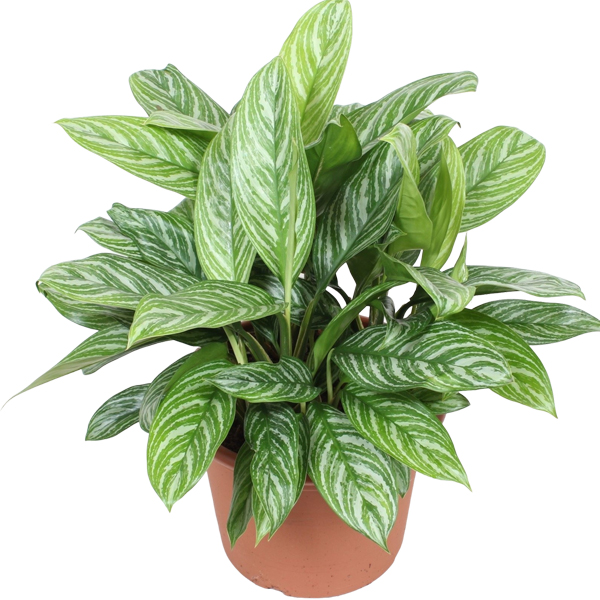 aglaonema